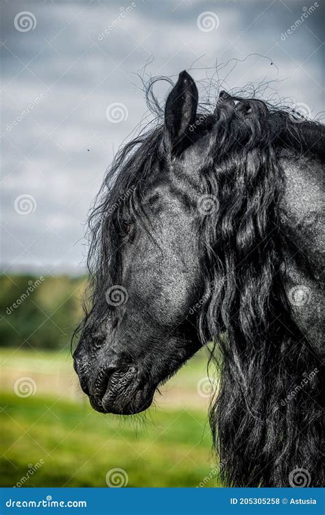 Friesian Horse with Long Mane Walking Free in the Meadow Stock Photo ...