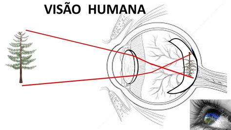 Como Funciona A Visão - 7