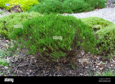 Calluna Vulgaris Hammondii Aureifolia Stock Photo Alamy