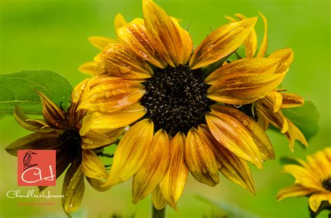 Sunflowers and Rain. | Russell Chandler