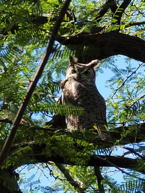 Arizona owl : r/pics