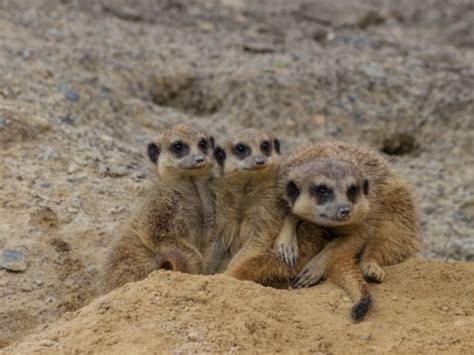 20+ Meerkat Family Photos Stock Photos, Pictures & Royalty-Free Images ...