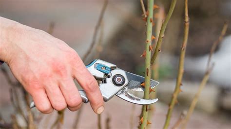 When is it too late to prune roses? Explore our expert advice | Homes ...