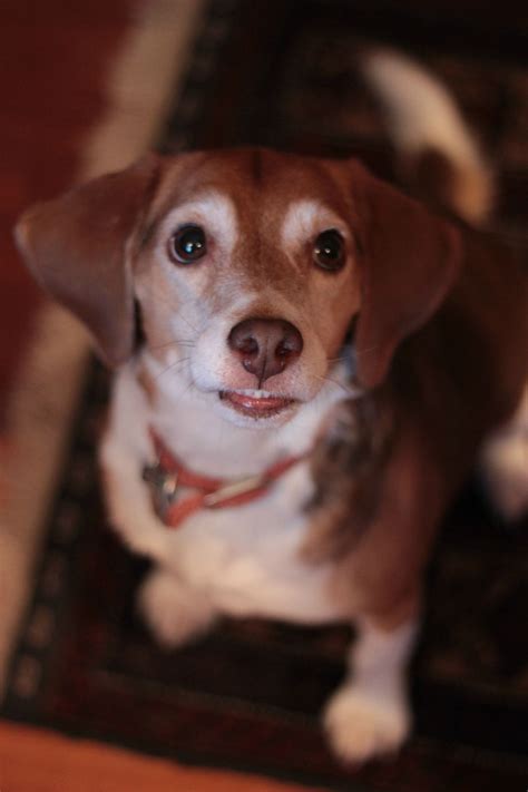 This Is Max Sometimes His Top Lip Gets Stuck On His Teeth Aww