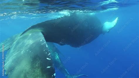 Baby whale with mother underwater near water surface in sun rays ocean ...