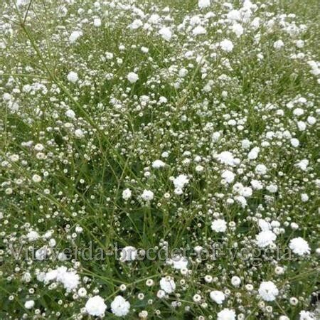 Biologische Zaden Gipskruid Gypsophila Elegans