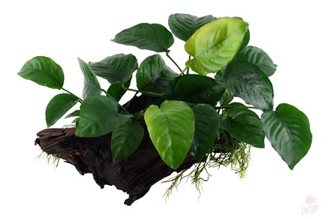 Anubias Barteri Sp Var Caladiifolia Auf Großer Mangroven Wurzel Xl