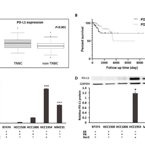 Pdf Delivery Of Mir P Via Extracellular Vesicles Promotes The