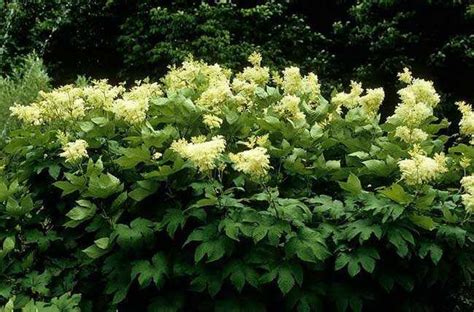 Таволга Лабазник вязолистный - Купить саженцы в СПб с доставкой ...