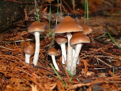 Psilocybe Cyanescens Identification