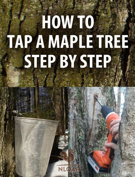 Maple syrup taps – Artofit