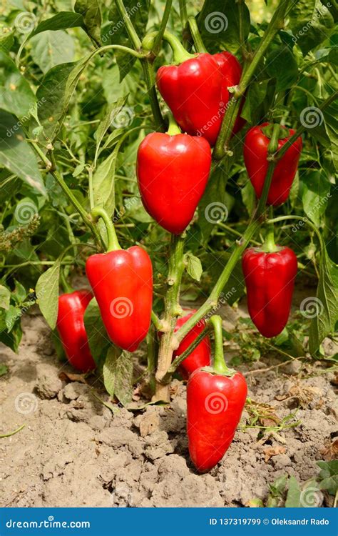 Red Sweet Pepper Planting In The Garden Growing Harvesting Red Bell