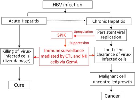 Pathogenesis Of Hepatitis B Virus