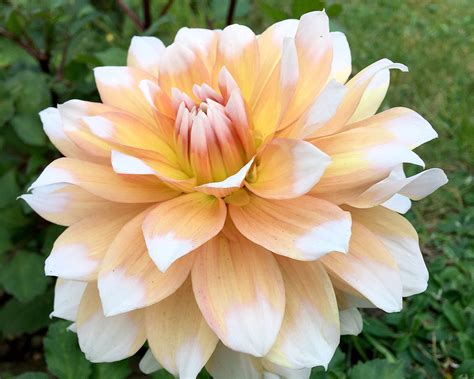 Dahlia Seattle Tubers — Buy Online At Farmer Gracy Uk