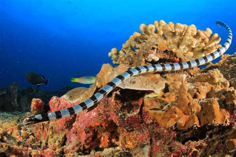 Sea Snakes of the World: A Comprehensive Guide - Nature Roamer