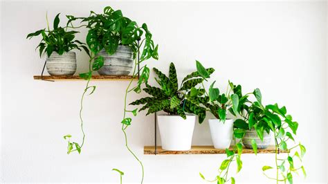 20 Indoor Plants That Are Easy To Care For Chatelaine