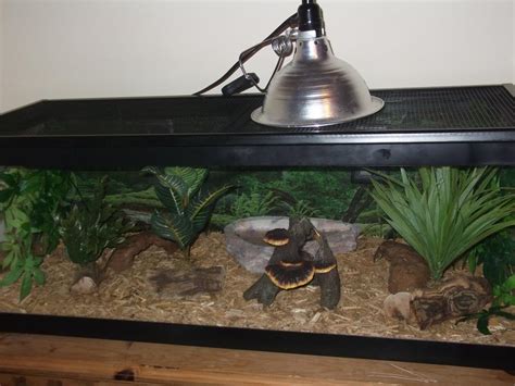 Snake Tank Setup!