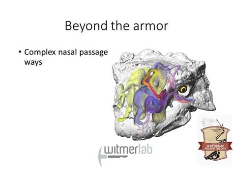 Free Video: Thyreophora II- Ankylosauria from Thomas Evans | Class Central