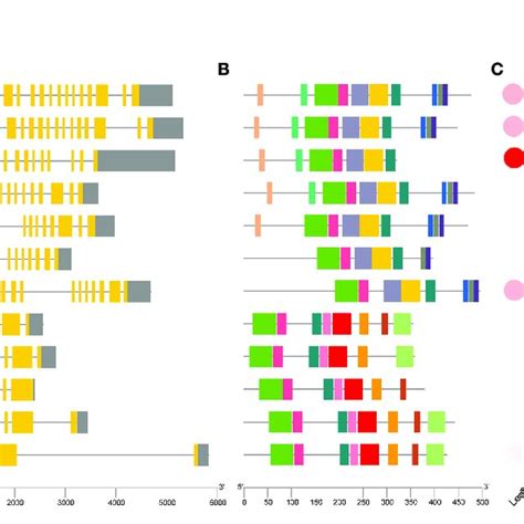 Phylogenetic Tree Gene Structure Conserved Structural Domains And