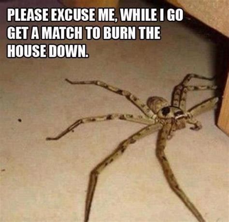 If Youre Scared Of Spiders Then Give Australia A Miss Pics