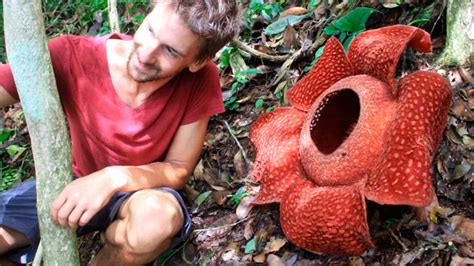 La “flor Más Grande Del Mundo” Está En Peligro De Extinción Diario La