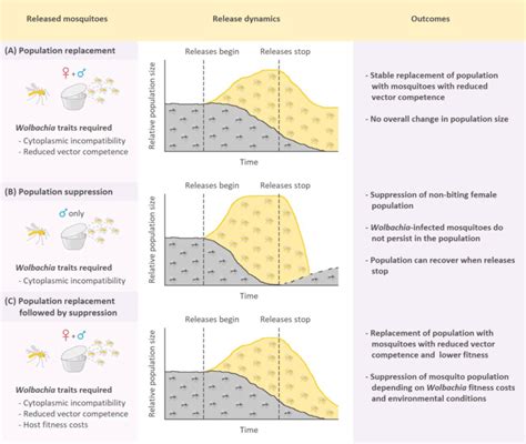 Three ways to use Wolbachia for mosquito and mosquito-borne pathogen ...