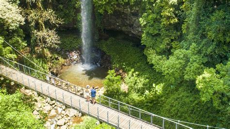 Dorrigo National Park - Coffs Coast