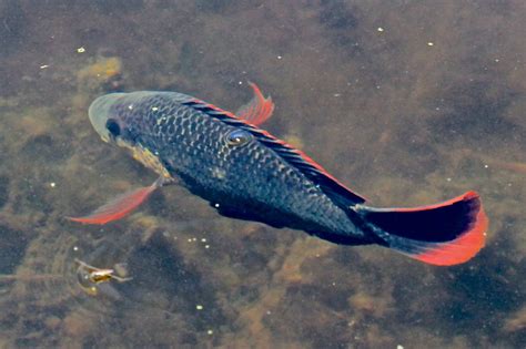 Tilapia Wildlife Den South African And Australian Wildlife Photography