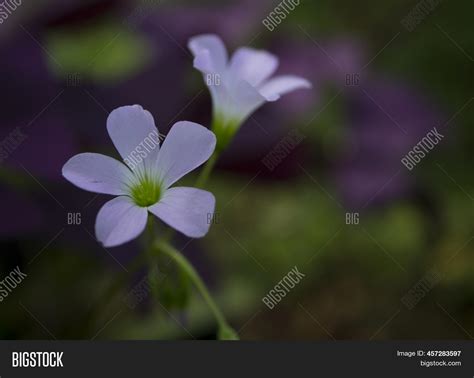 Purple Oxalis Image & Photo (Free Trial) | Bigstock