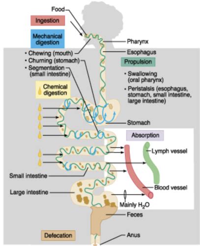 Gastrointestinal Tract Flashcards Quizlet