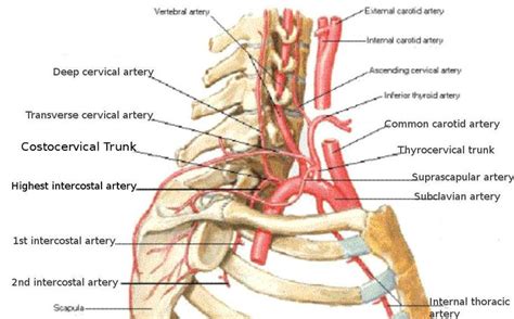 subclavian artery - Google Search