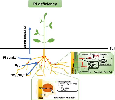 Frontiers Interaction And Regulation Of Carbon Nitrogen And