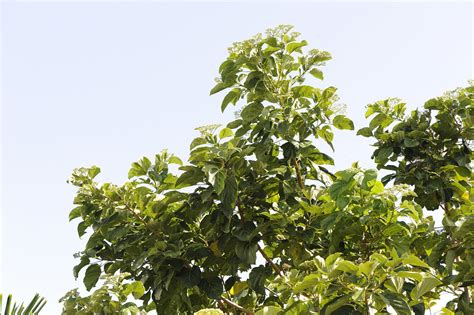 茶茱萸科 鷹紫花樹屬 青脆枝 全景 蘭嶼 野銀部落 Mappia nimmoniana 翁明毅 Flickr