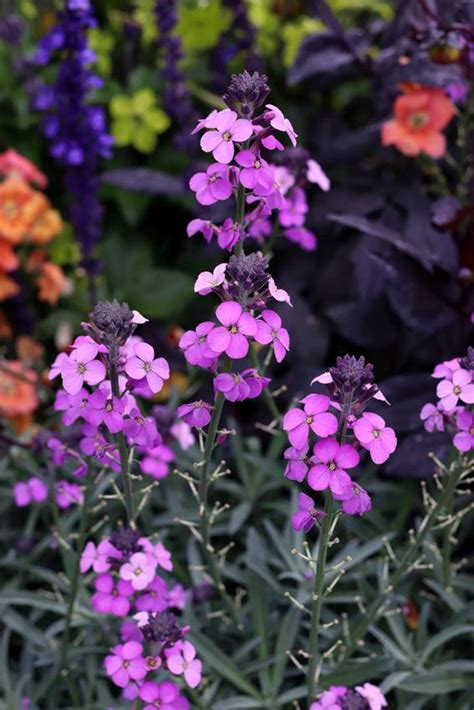 Photo Of The Bloom Of Wallflower Erysimum Bowles Mauve Posted By