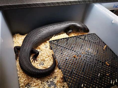 Learn common blue tongue skink morphs | Blue tongue skink, Reptile habitat, Cute reptiles