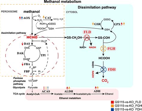 Methanol Metabolism Pathway And Comparison Of Transcription Levels In Download Scientific