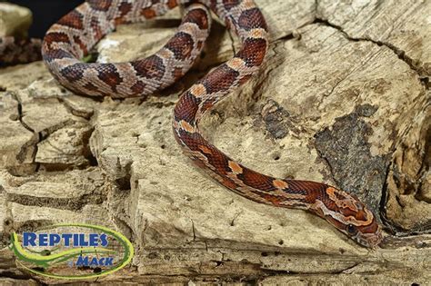 North Carolina Corn Snake