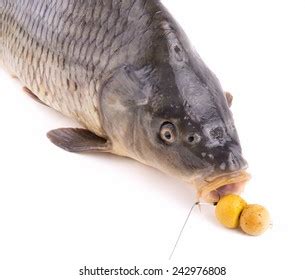 Carp Fishing Fishing Bait Rig Stock Photo 242976808 | Shutterstock