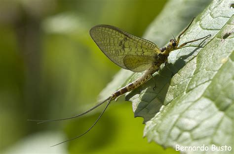 Insectos Ephemeroptera