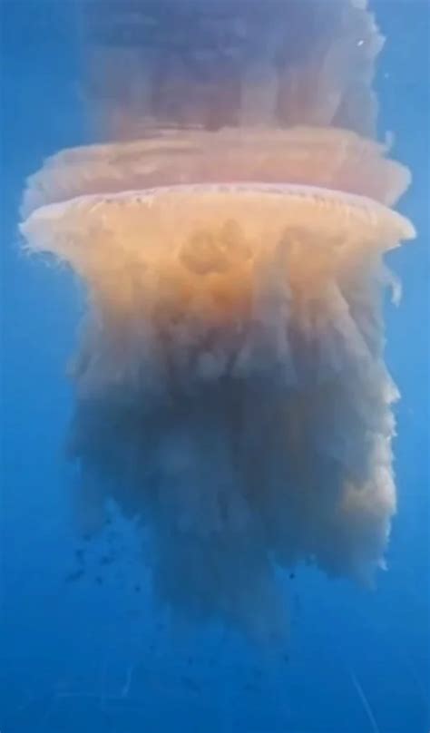 Gua Viva Gigantesca E Rara Aparece No Litoral Brasileiro