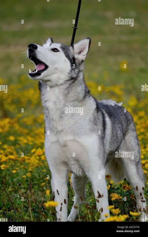 Light grey and white female Siberian Husky dog with brown eyes Stock ...