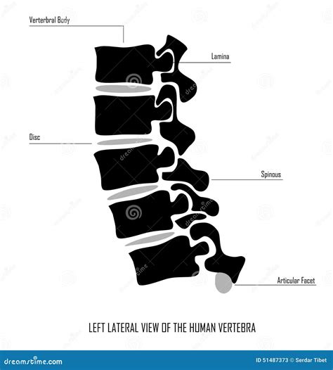 Vertebra View Cartoon Vector 51487373