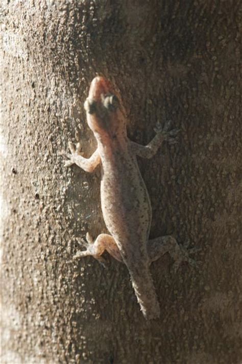 Common house gecko - Alchetron, The Free Social Encyclopedia