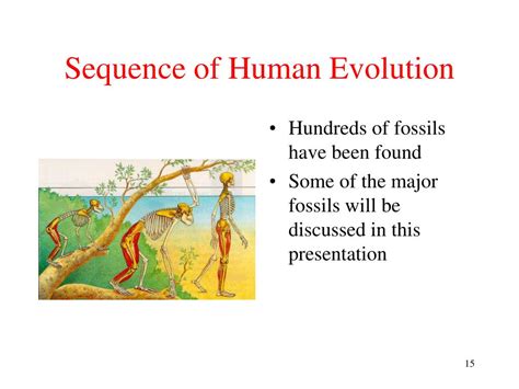 Ppt Human Evolution Powerpoint Presentation Free Download Id653443