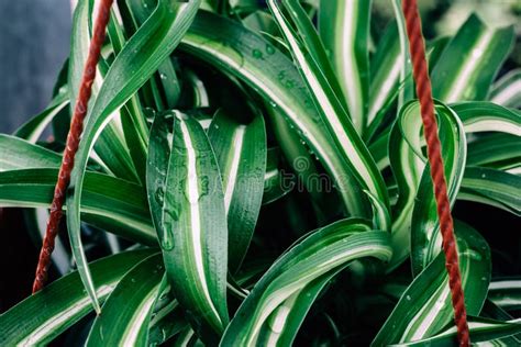 O Verde Do Comosum De Chlorophytum Sae No Vaso De Flores Foto Macro