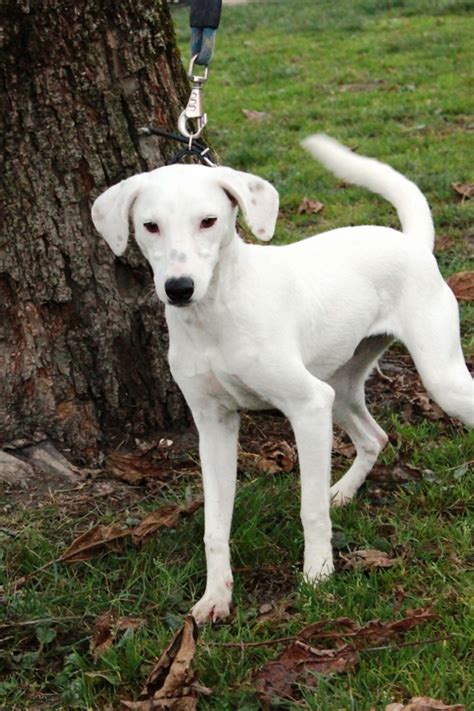 Apagi Jaika Chien X Jack Russel Terrier La Robe Blanche