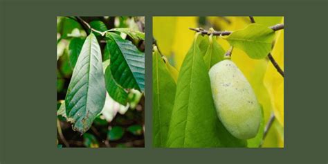 The Power of the Pawpaw Tree: Bridging the Past to the Future | Orchard ...