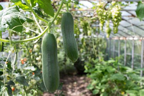 Parthenocarpic Seedless Cucumbers | luv2garden.com