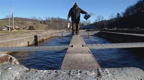 Wv Wildlife Trout Hatchery Wchs