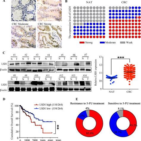 Lsd Overexpression In Human Crc Tissues Is Correlated With Crc